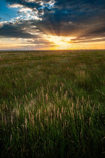 USA, South Dakota, Prairie grass field at sunset