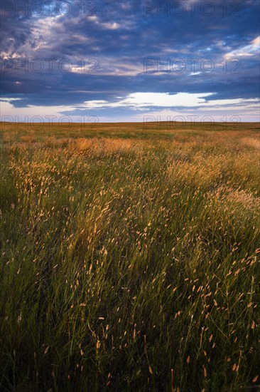 USA, South Dakota, Prairie grass field at sunset