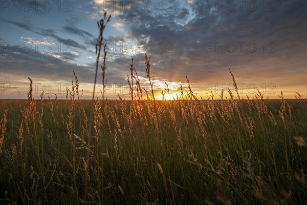 USA, South Dakota, Prairie grass field at sunset