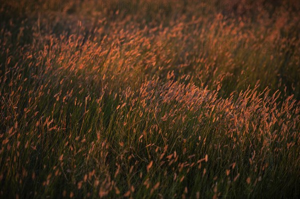 USA, South Dakota, Prairie grass field at sunset