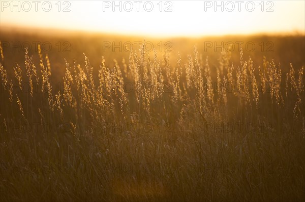 USA, South Dakota, Prairie grass field at sunset