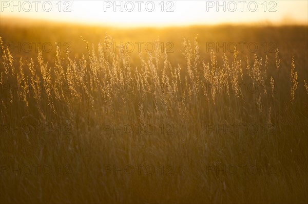 USA, South Dakota, Prairie grass field at sunset