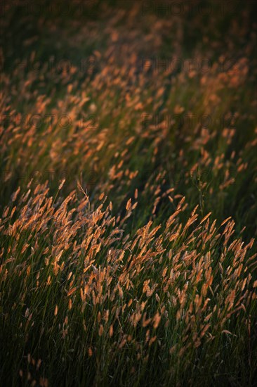 USA, South Dakota, Prairie grass field at sunset