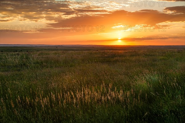 USA, South Dakota, Prairie grass field at sunset