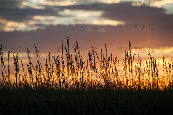 USA, South Dakota, Silhouette of prairie grass in field at sunset