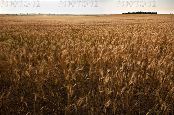 USA, South Dakota, Golden wheat field