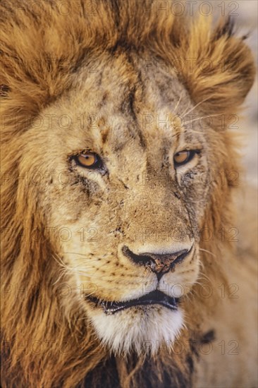 Africa, Tanzania, Head of male African Lion