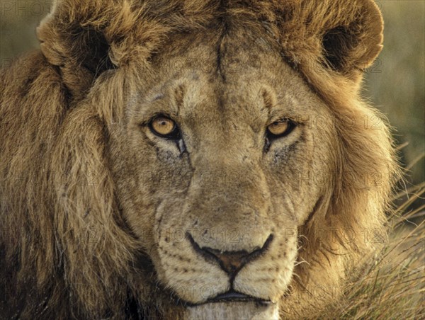 Africa, Tanzania, Head of male African Lion