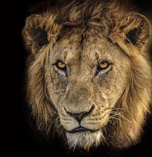 Africa, Tanzania, Head of male African Lion