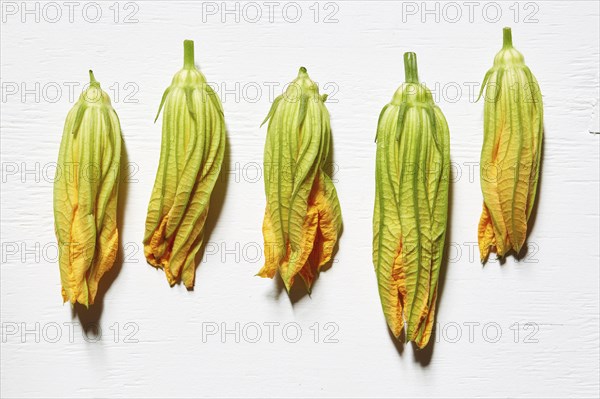 Squash blossoms on white background