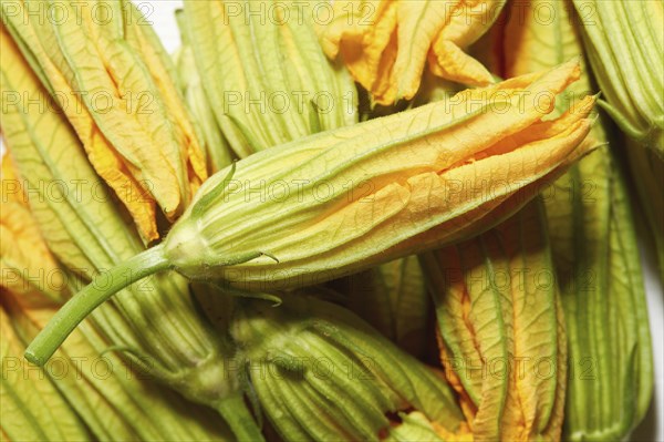 Close up of squash blossoms