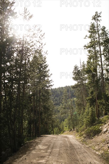 USA, Utah, Uninta Wasatch Cache National Forest, Dirt road in forest, Wasatch-Cache National Forest