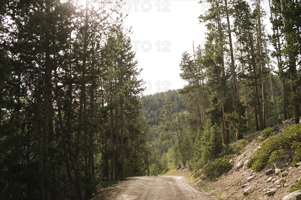 USA, Utah, Uninta Wasatch Cache National Forest, Dirt road in forest, Wasatch-Cache National Forest
