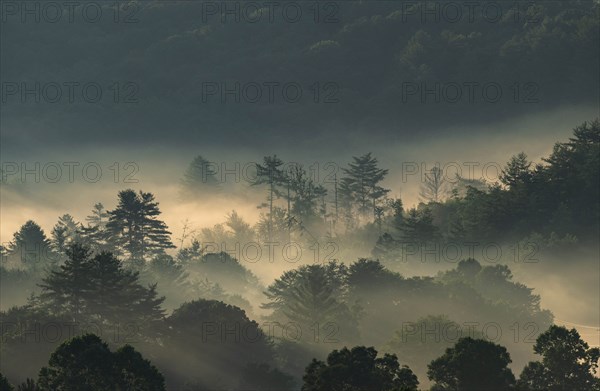 USA, Georgia, Fog above pine trees in Blue Ridge Mountains at sunrise