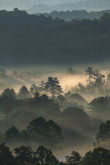 USA, Georgia, Fog above pine trees in Blue Ridge Mountains at sunrise