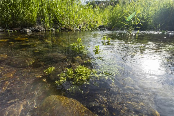 USA, Idaho, Bellevue, Water plants and rocks on lakeshore