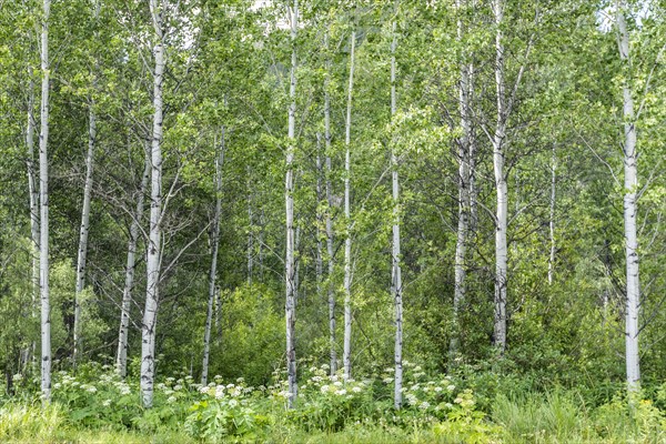 USA, Idaho, Sun Valley, Aspen trees growing in woodland