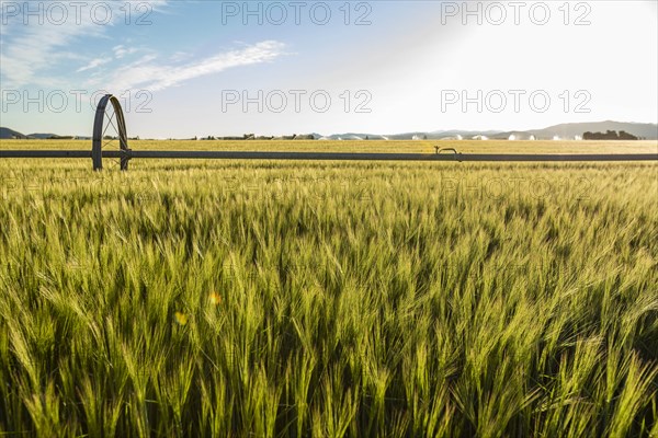 USA, Idaho, Sun Valley, Wheat field in summer