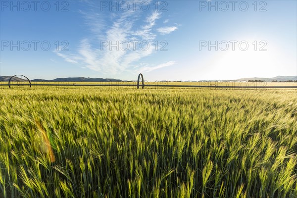 USA, Idaho, Sun Valley, Wheat field in summer