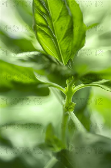 Close-up of fresh green basil