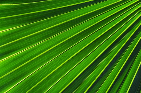 Close-up of large palm leaf