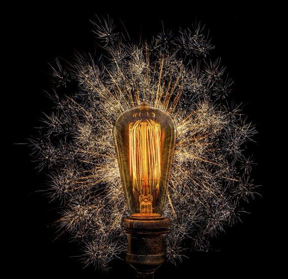 Edison light bulb with dandelion seeds on black background