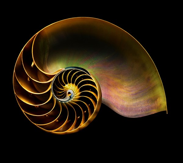 Nautilus shell on black background