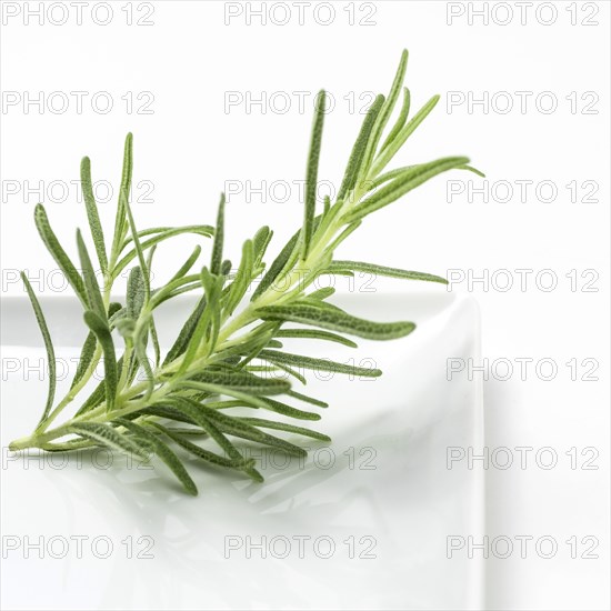 Rosemary on white background