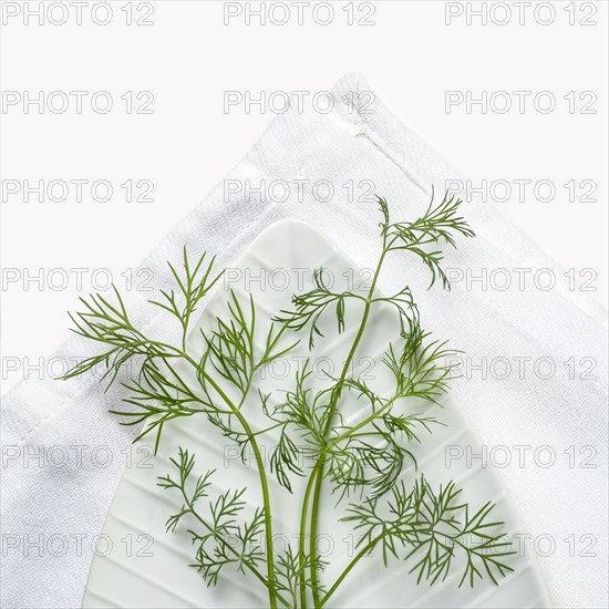 Dill on white background