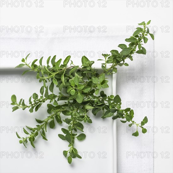 Oregano on white background