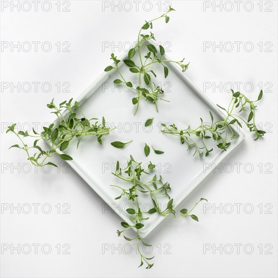 Thyme on white background