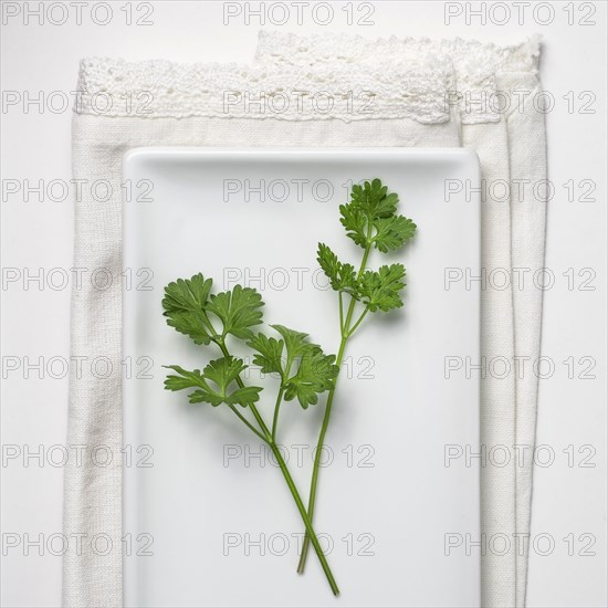 Parsley on white background