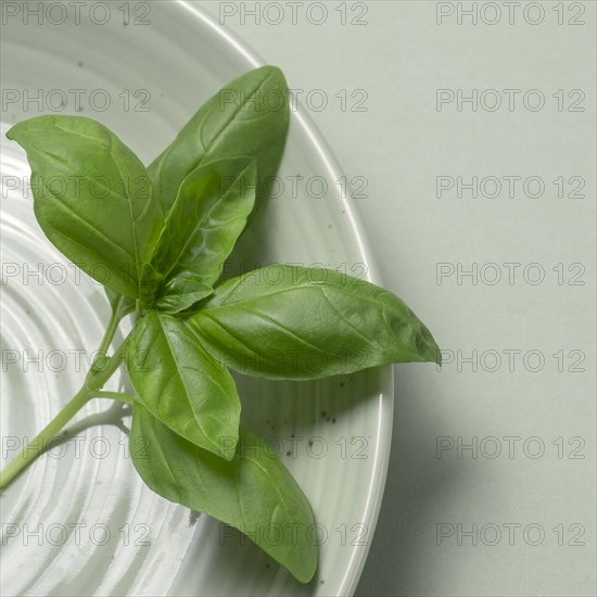 Basil on plate