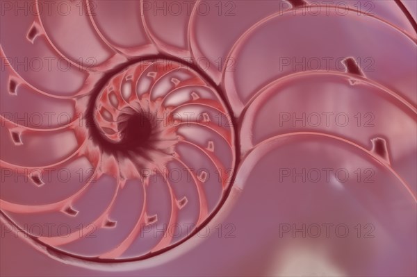 Nautilus shell cross section