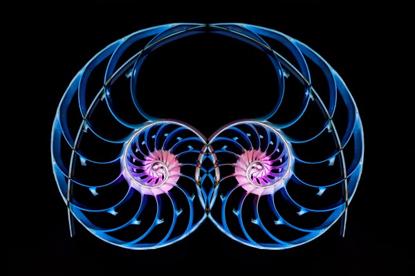 Nautilus shells on black background