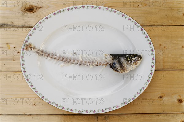 Fish skeleton on plate