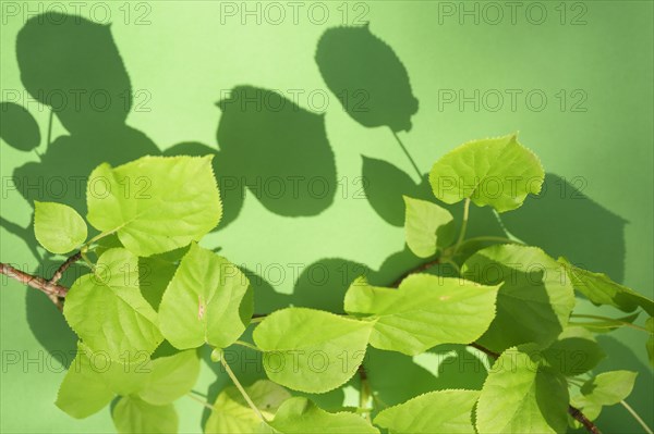 Leaves on green background