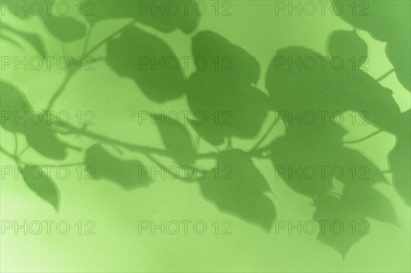 Shadow of leaves on green background