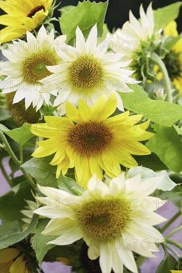 Sunflowers in garden