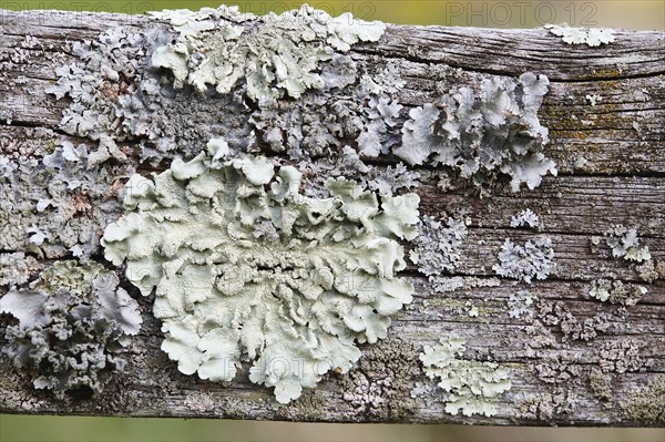 Close-up of lichen on wooden fence