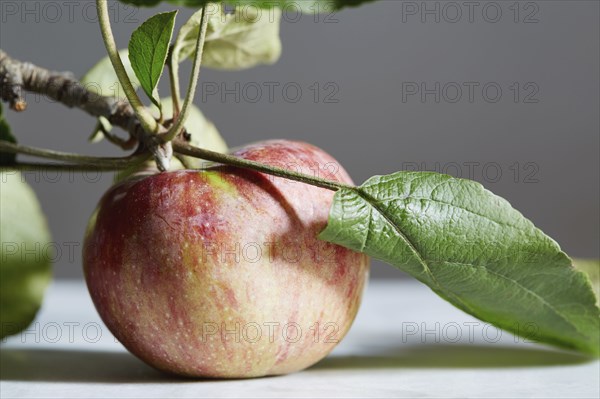 Close up of apple with stem and leaf