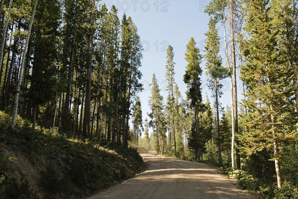 USA, Utah, Uinta National Park, Road trough forest in sunny day