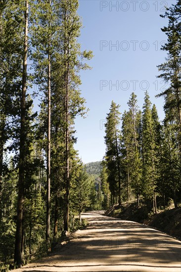 USA, Utah, Uinta National Park, Road trough forest in sunny day