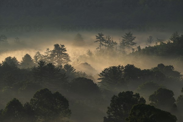 USA, Georgia, Silhouettes of trees covered with fog at sunrise, Blue Ridge Mountains