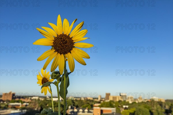 USA, Idaho, Boise, Close-up of sunflower