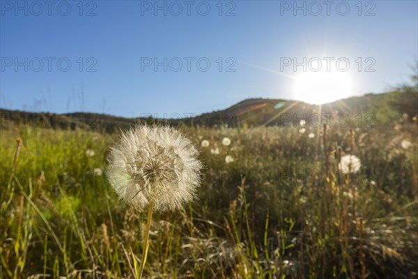 USA, Idaho, Boise, Dandelion in meadow at sunrise