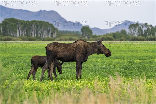 USA, Idaho, Bellevue, Moose cow and calf in meadow