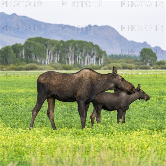 USA, Idaho, Bellevue, Moose cow and calf in meadow