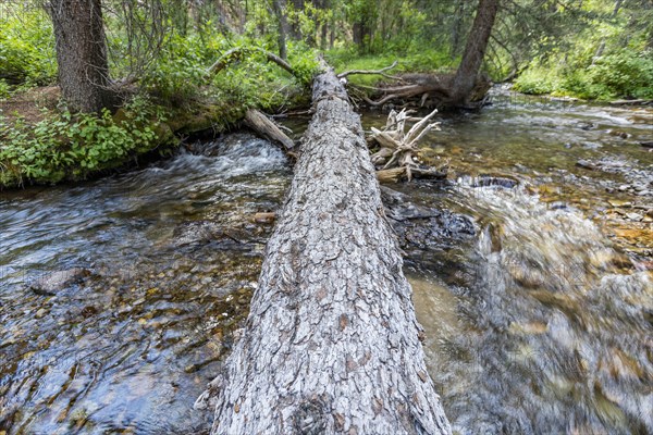 USA, Idaho, Sun Valley, Fallen tree over river in forest