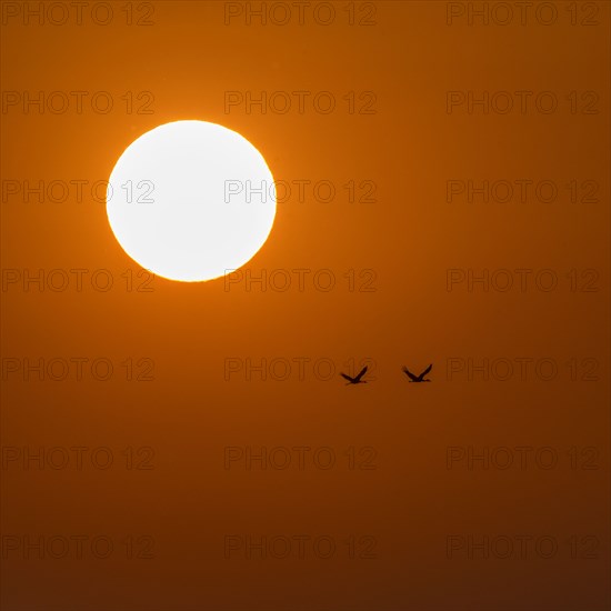 Sandhill cranes (Antigone canadensis) flying at sunset